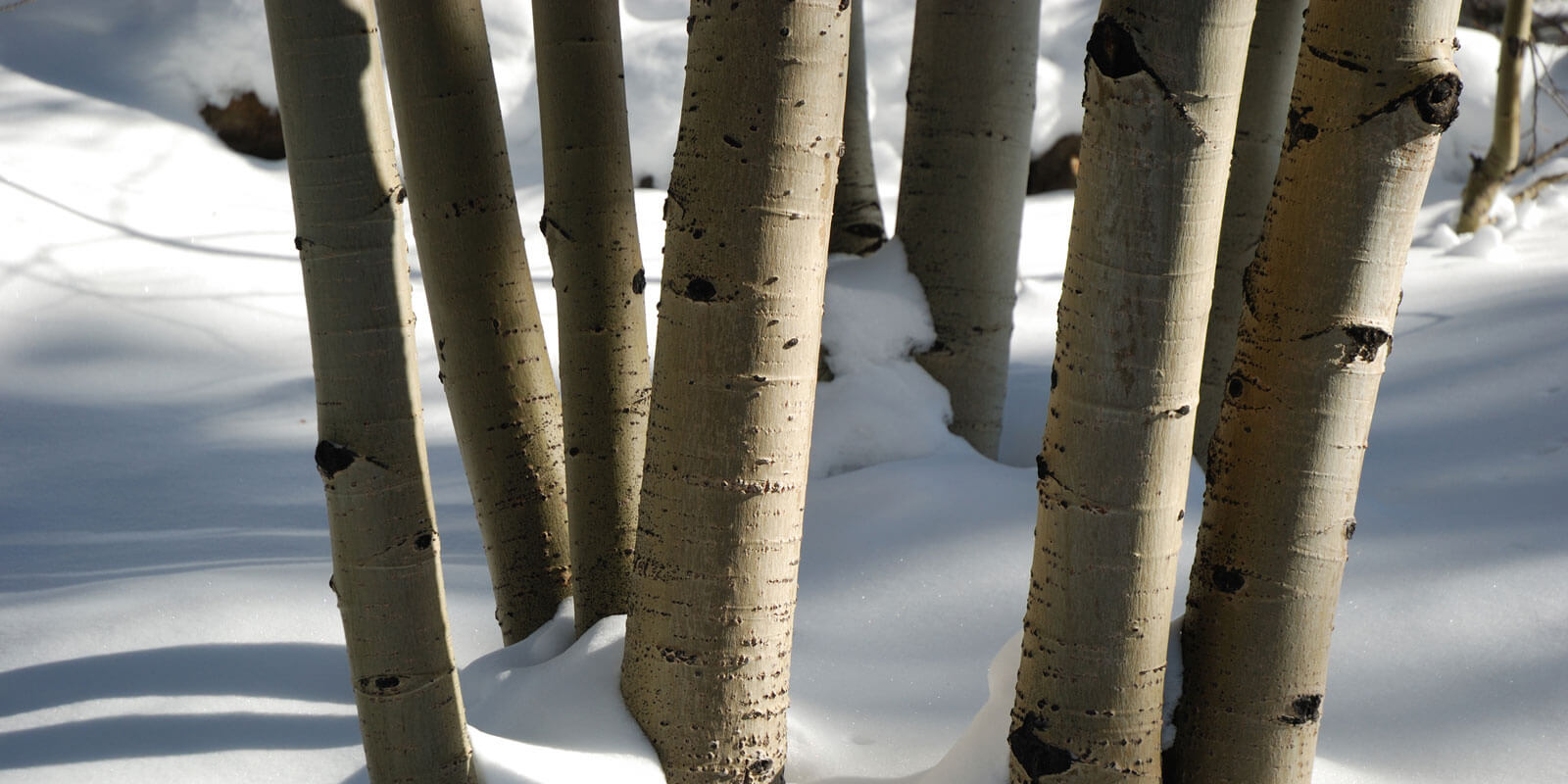 Tree trunks in winter